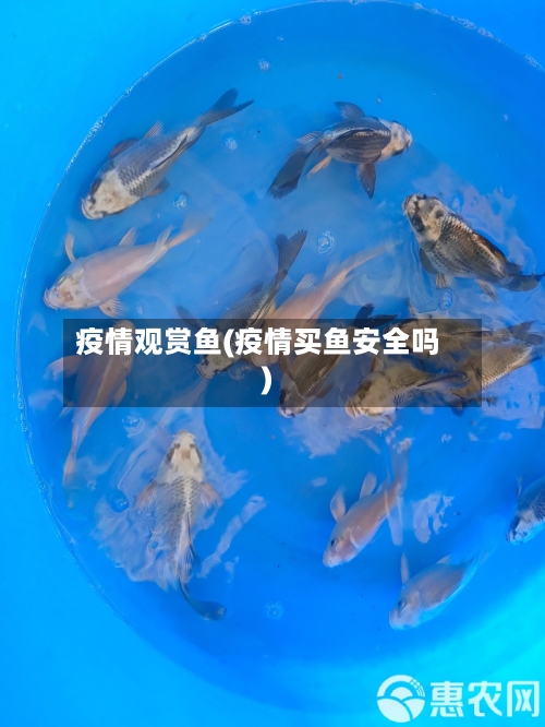 疫情观赏鱼(疫情买鱼安全吗)