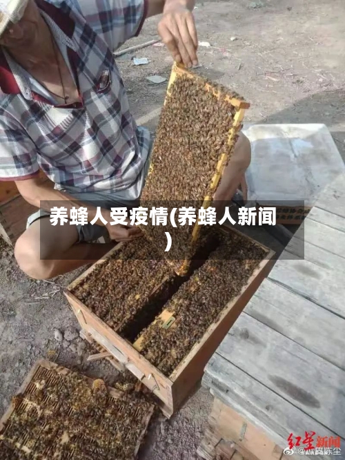 养蜂人受疫情(养蜂人新闻)